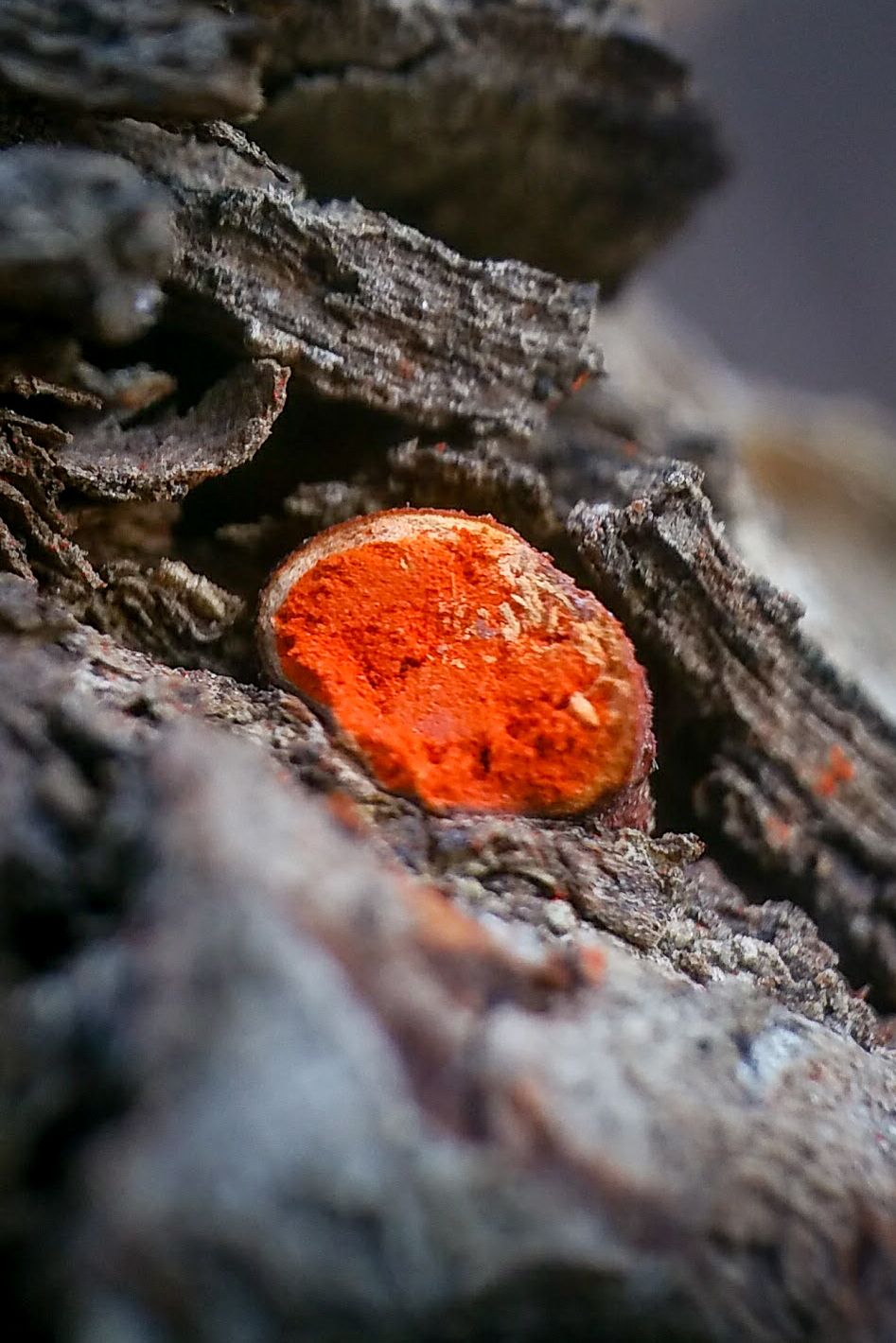 Endothiella