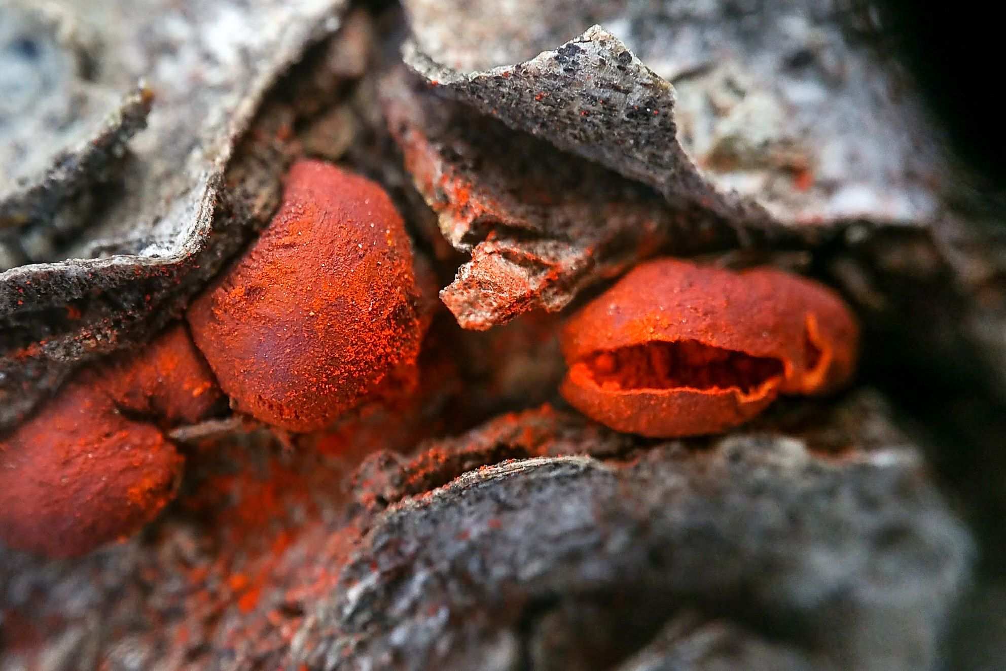 Endothiella