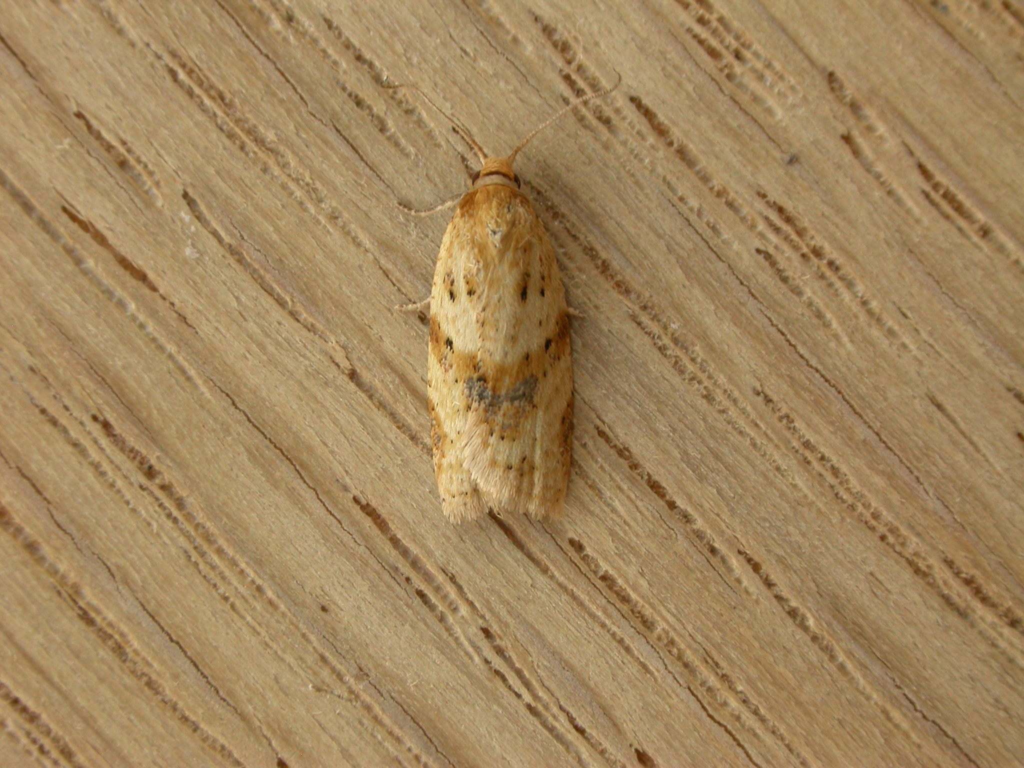 Merophyas divulsana