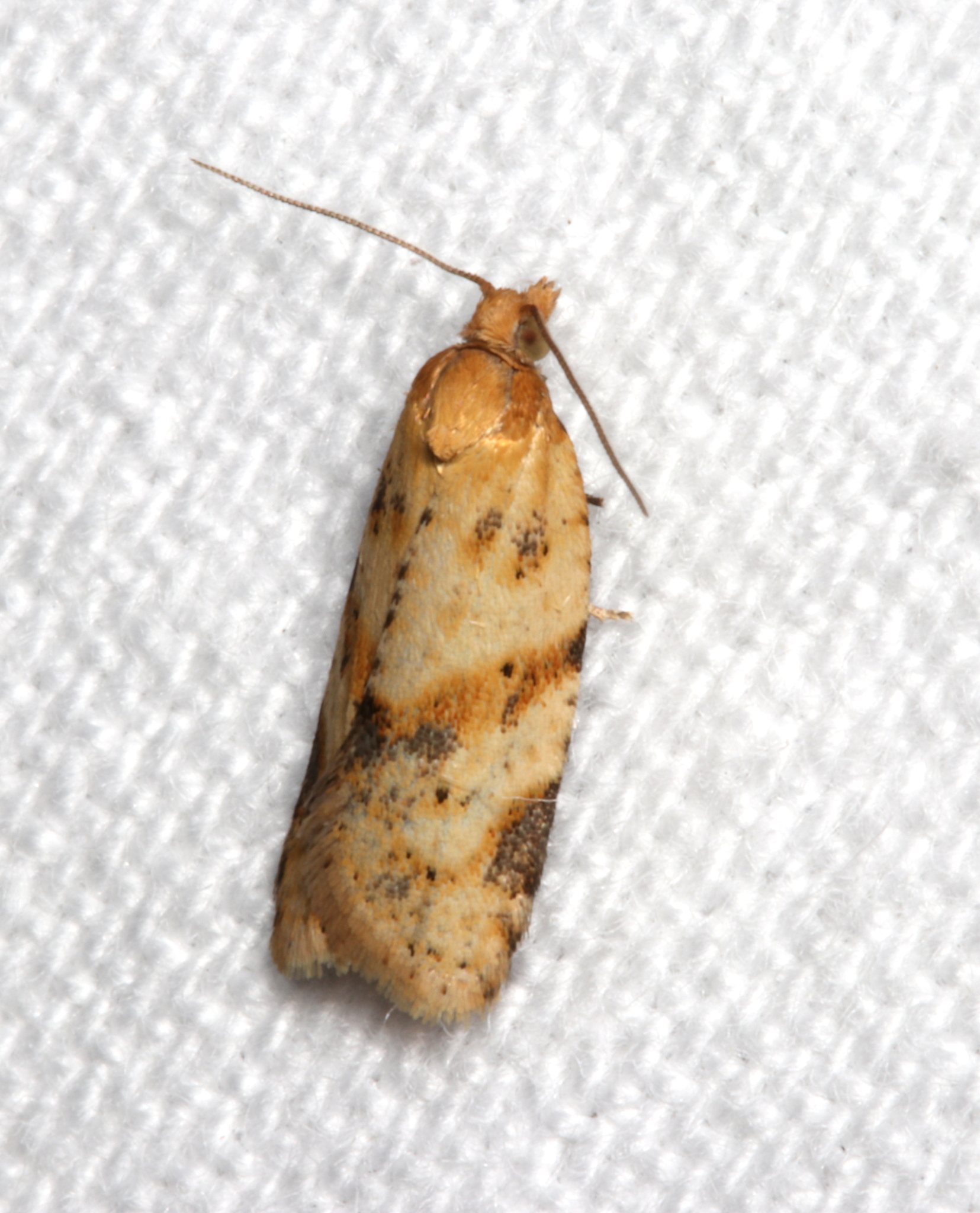 Merophyas divulsana