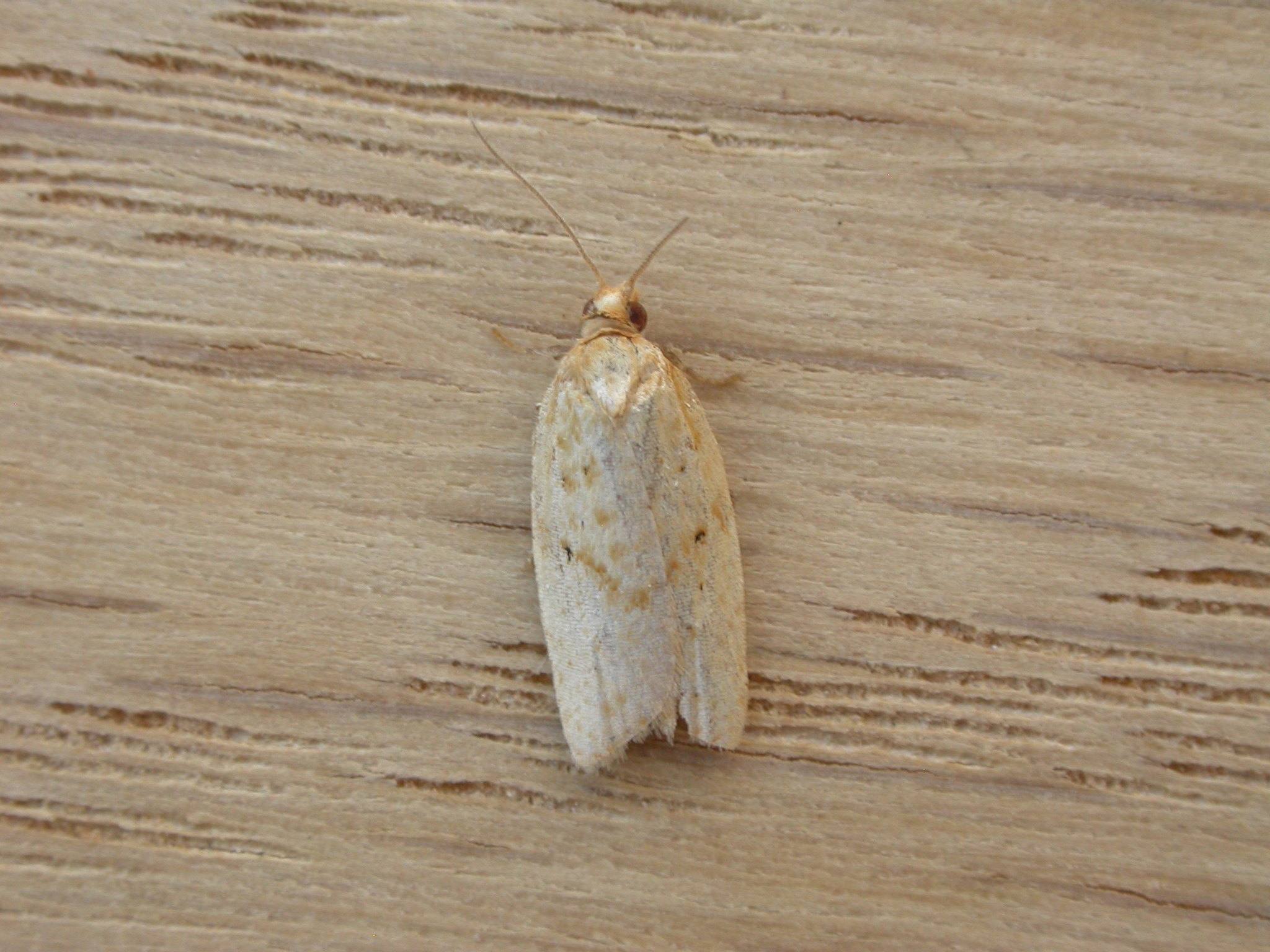 Merophyas divulsana