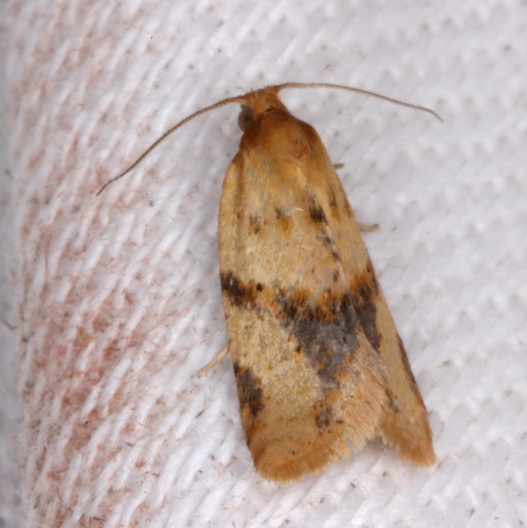 Merophyas divulsana