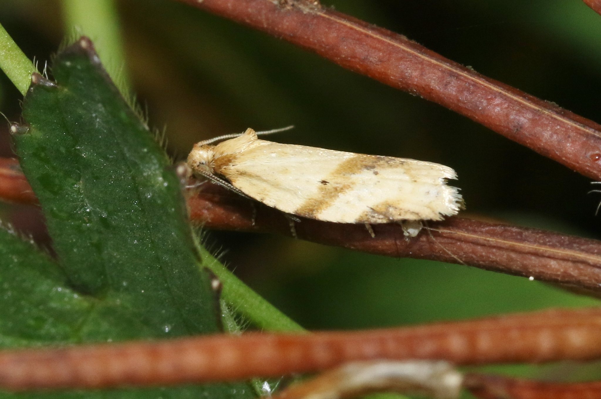 Merophyas divulsana