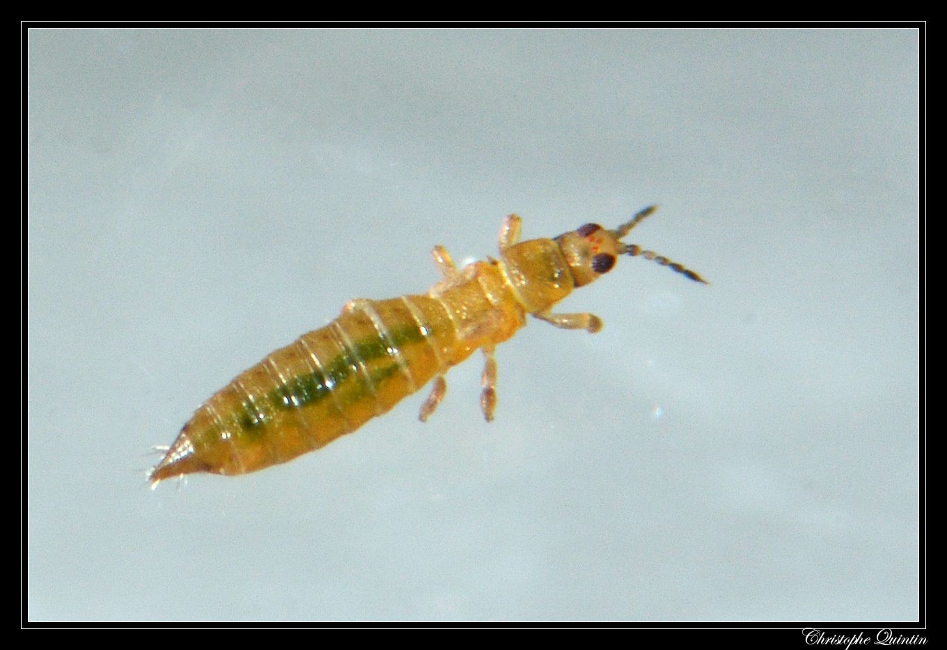 Anaphothrips obscurus