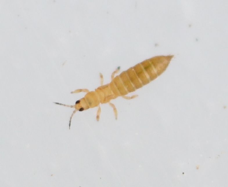 Anaphothrips obscurus