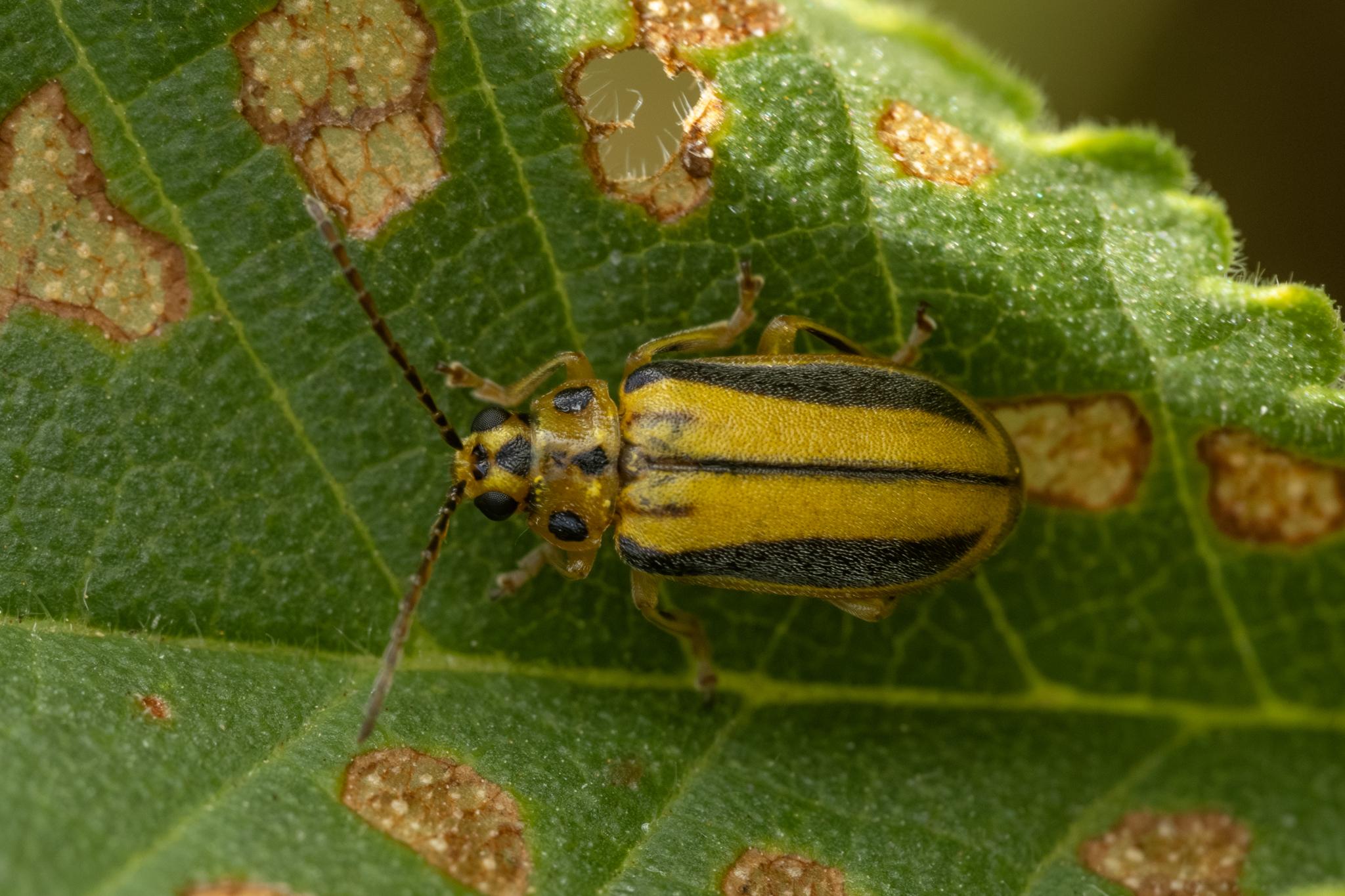 Xanthogaleruca luteola