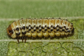 Xanthogaleruca luteola