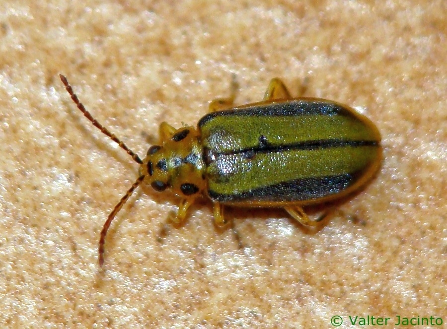 Xanthogaleruca luteola