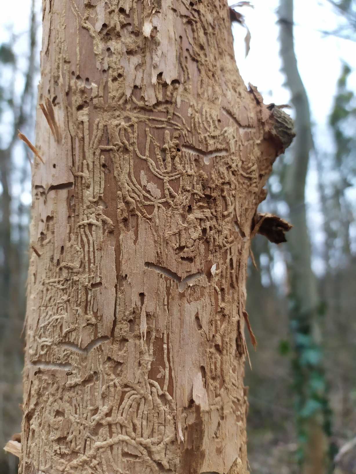 Scolytus intricatus