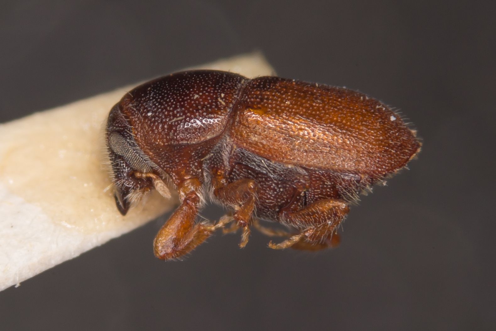 Scolytus intricatus