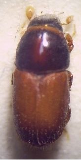 Scolytus intricatus