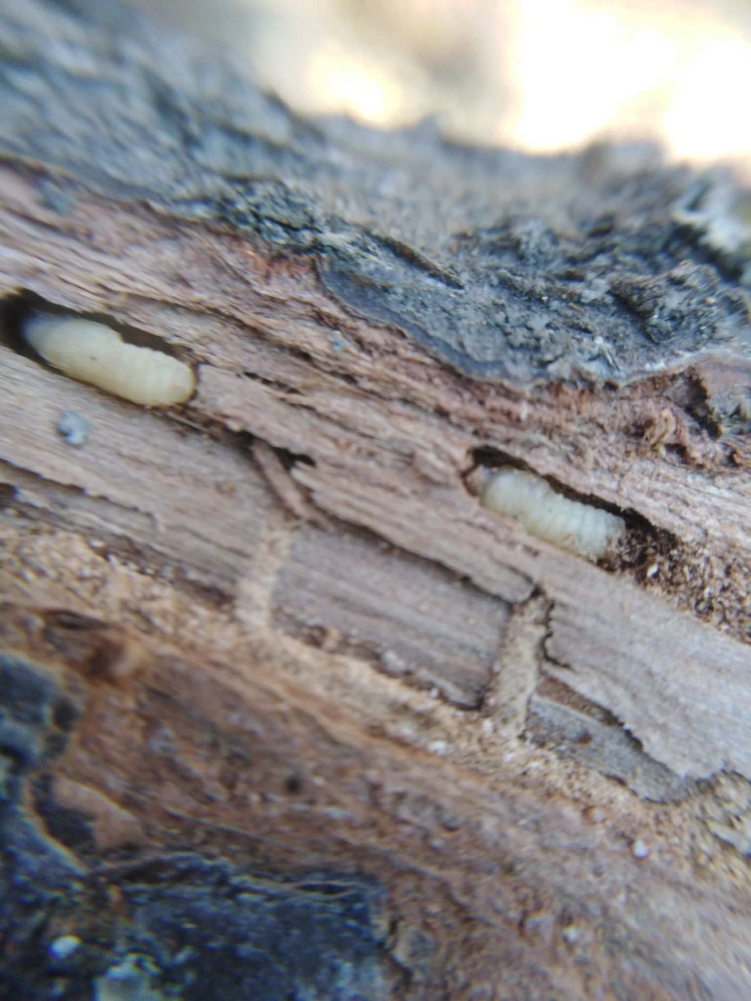 Scolytus intricatus
