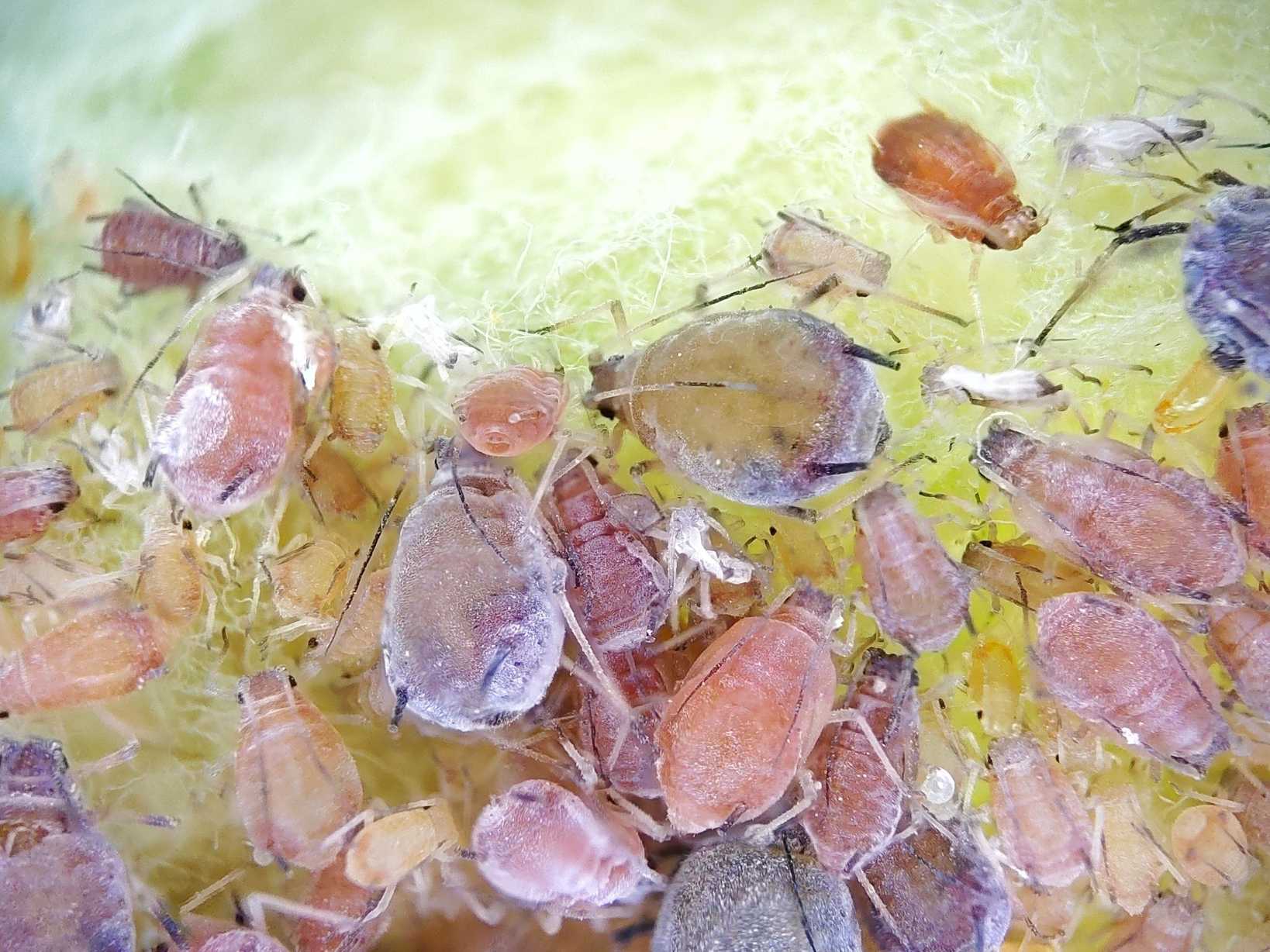 Dysaphis plantaginea