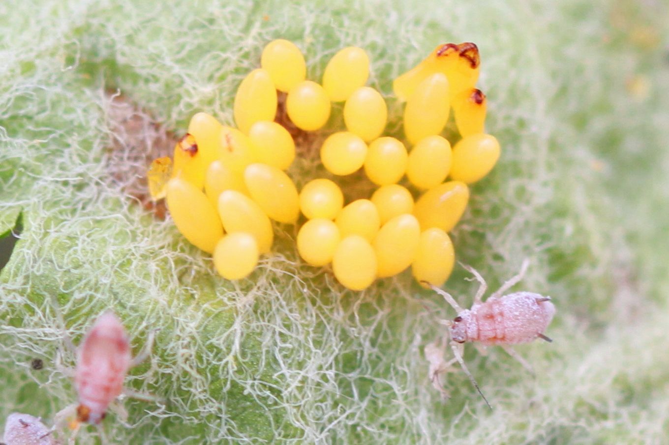 Dysaphis plantaginea