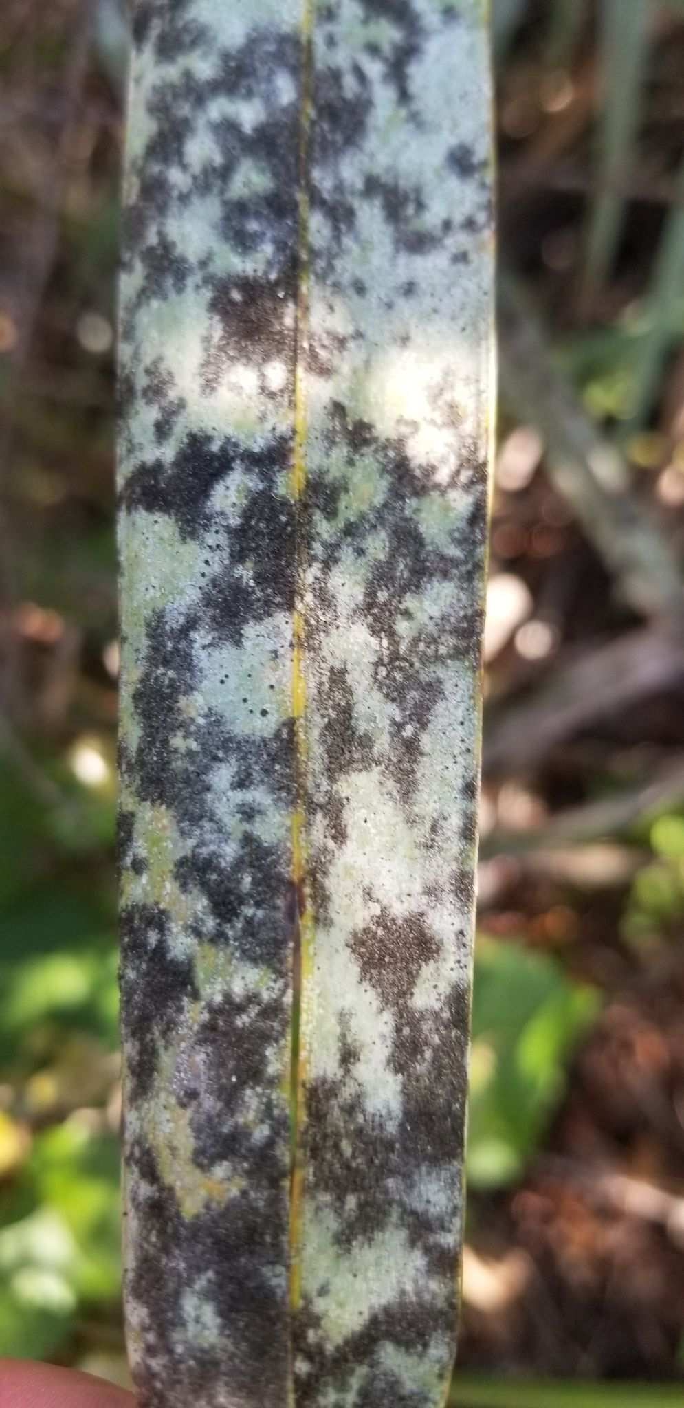 Stigmina palmivora