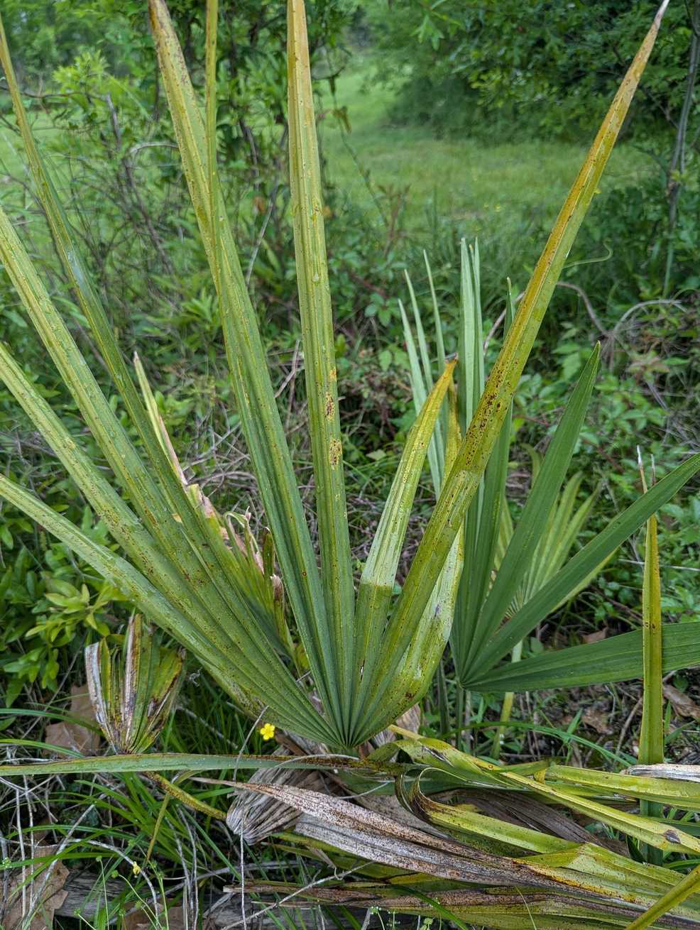 Stigmina palmivora