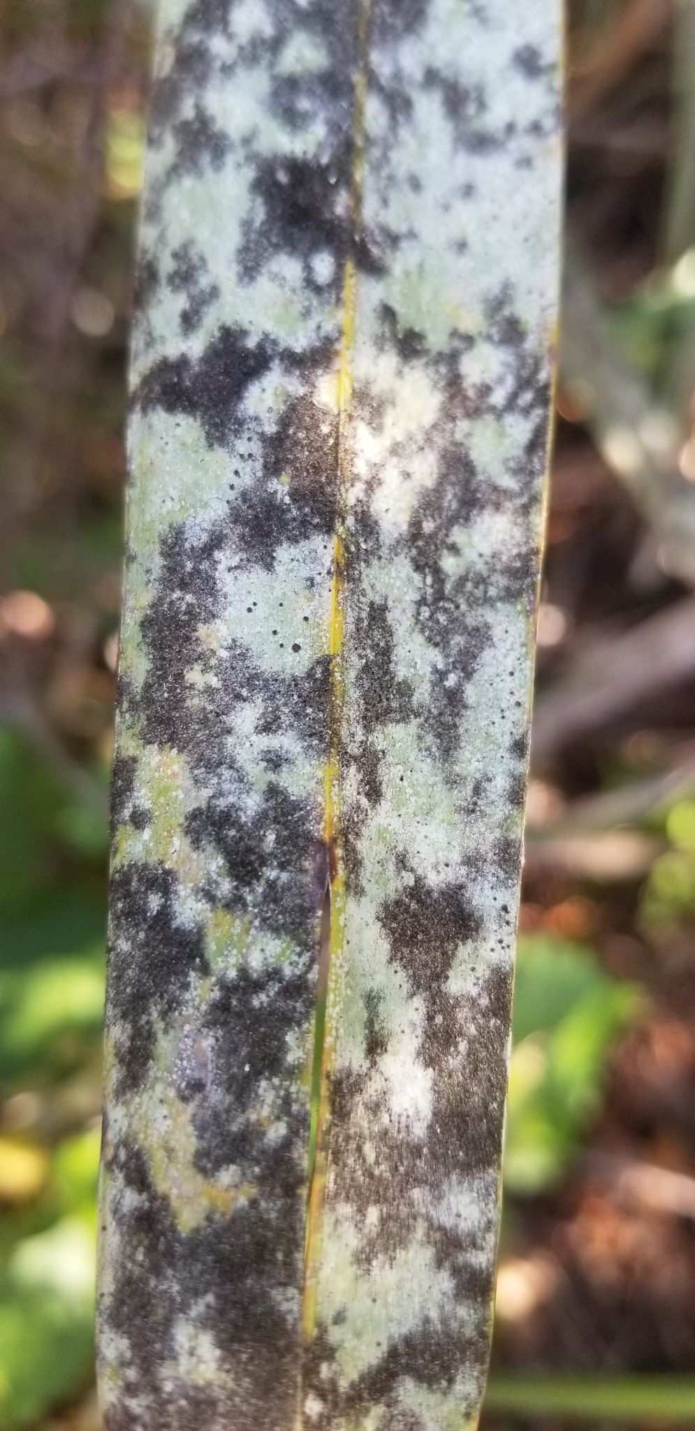 Stigmina palmivora