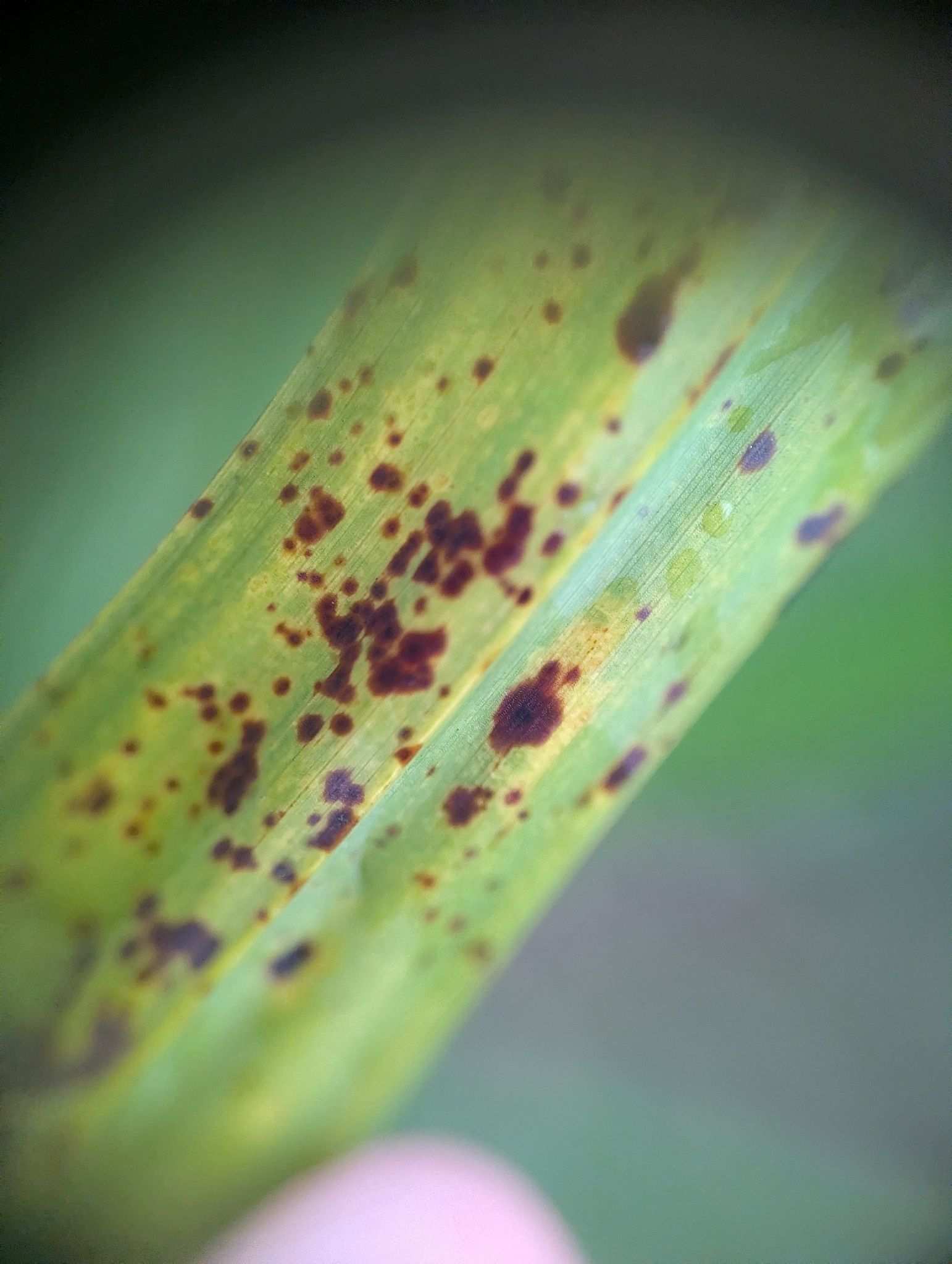 Stigmina palmivora