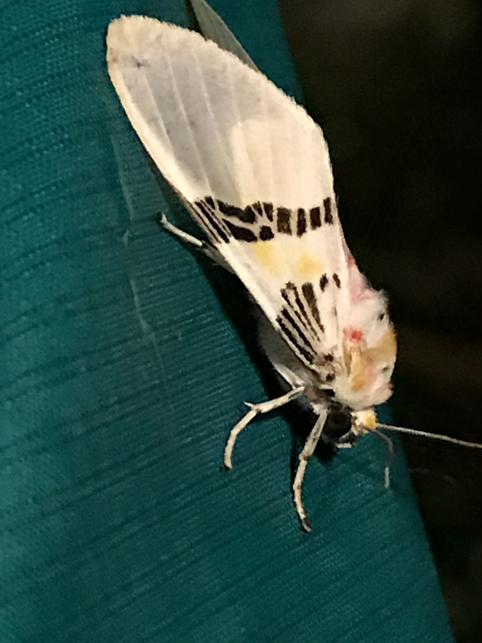Idalus