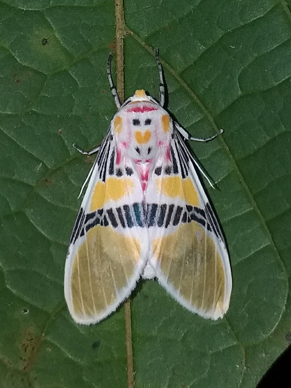 Idalus