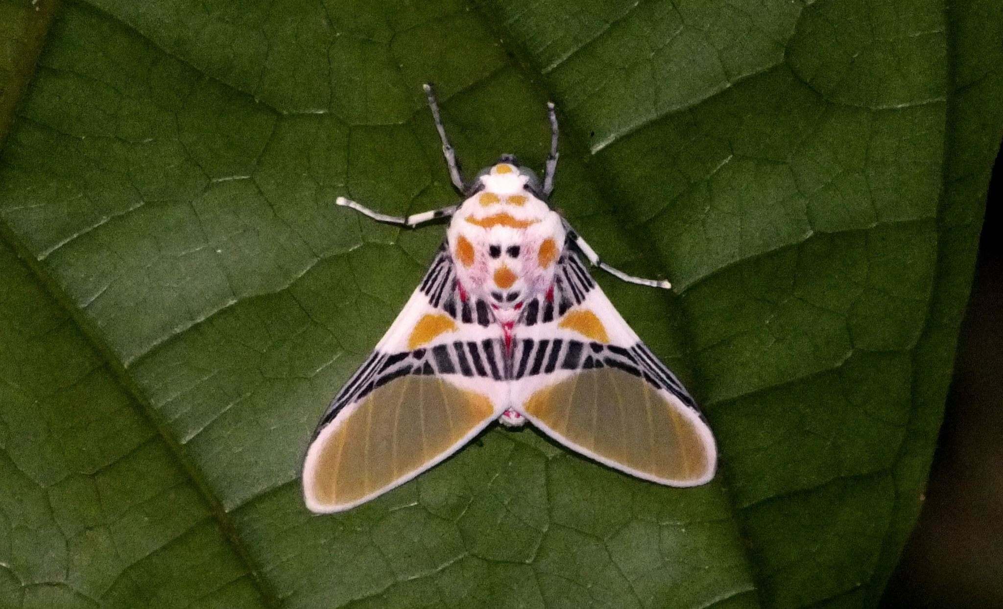 Idalus