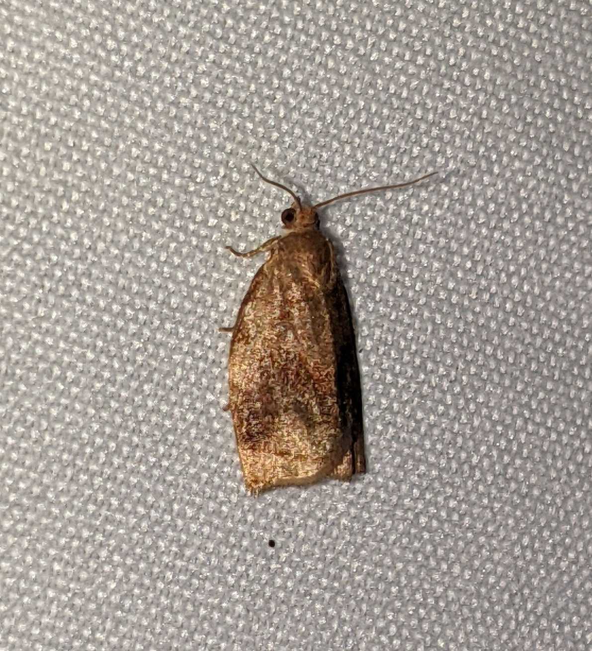 Archips fuscocupreana