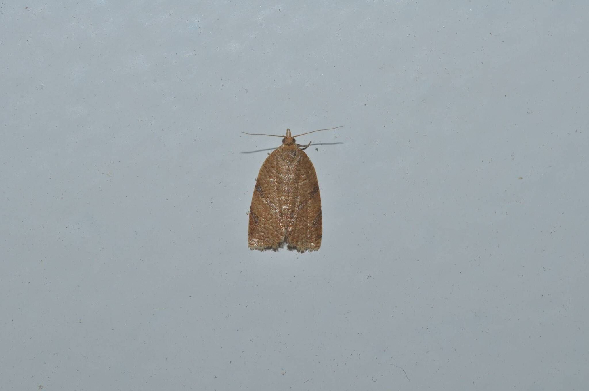 Archips fuscocupreana