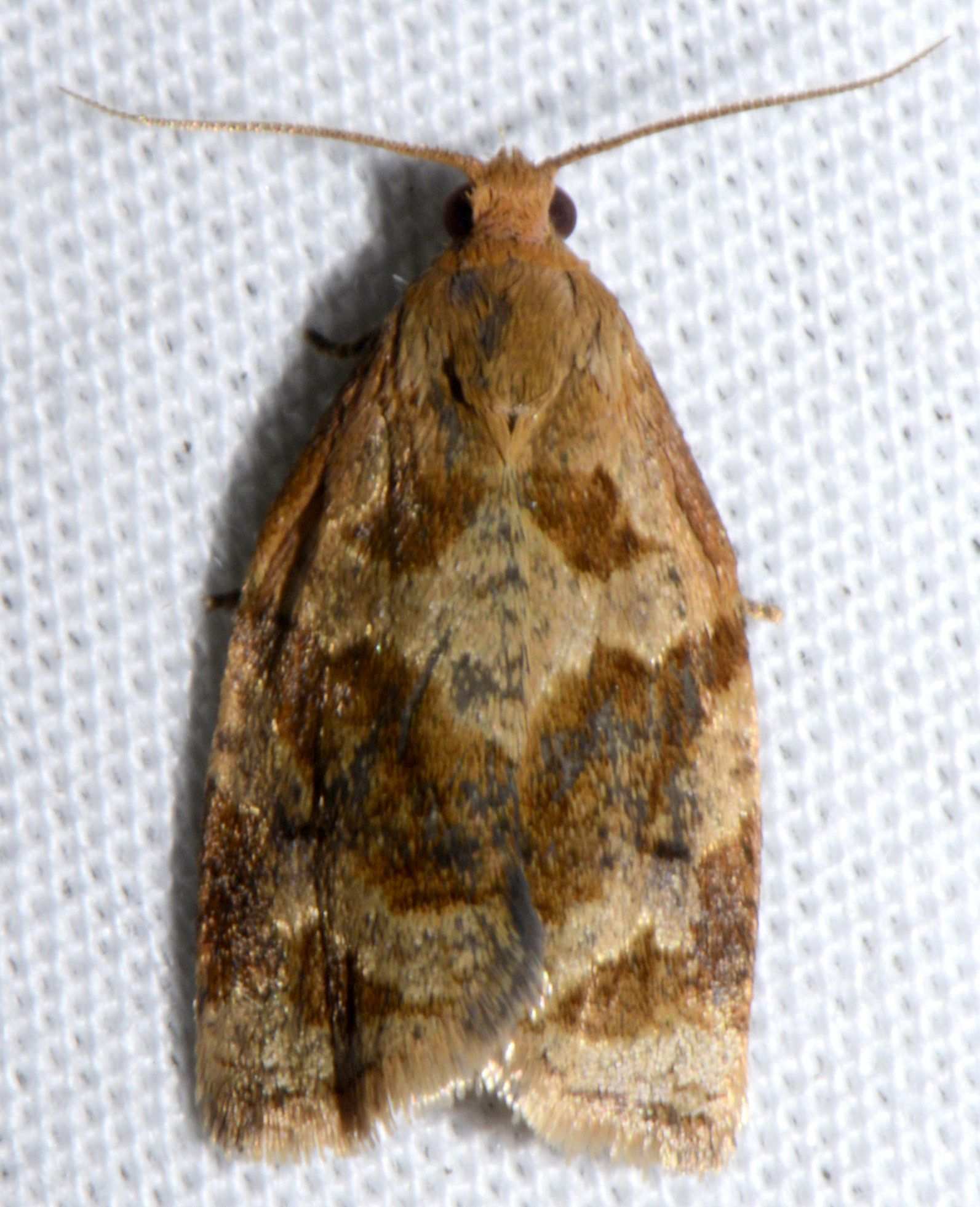 Archips fuscocupreana