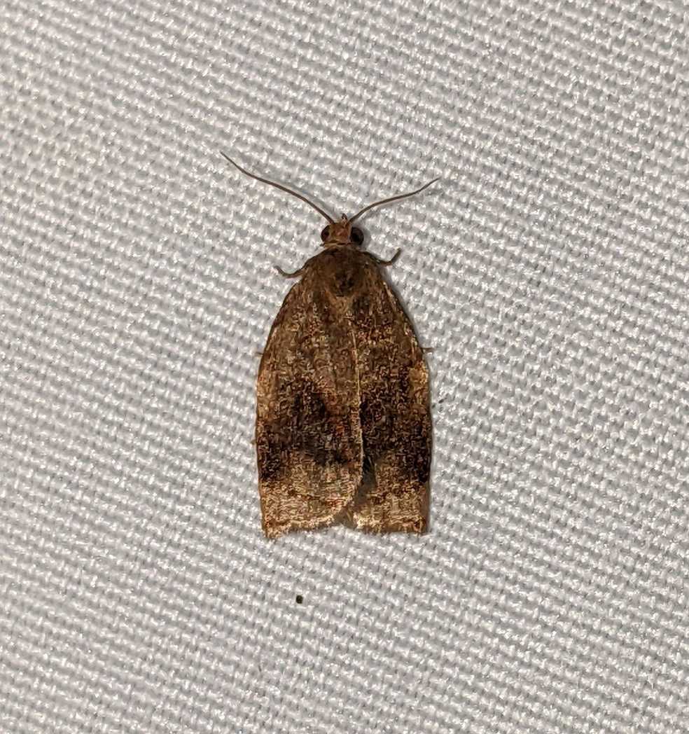 Archips fuscocupreana