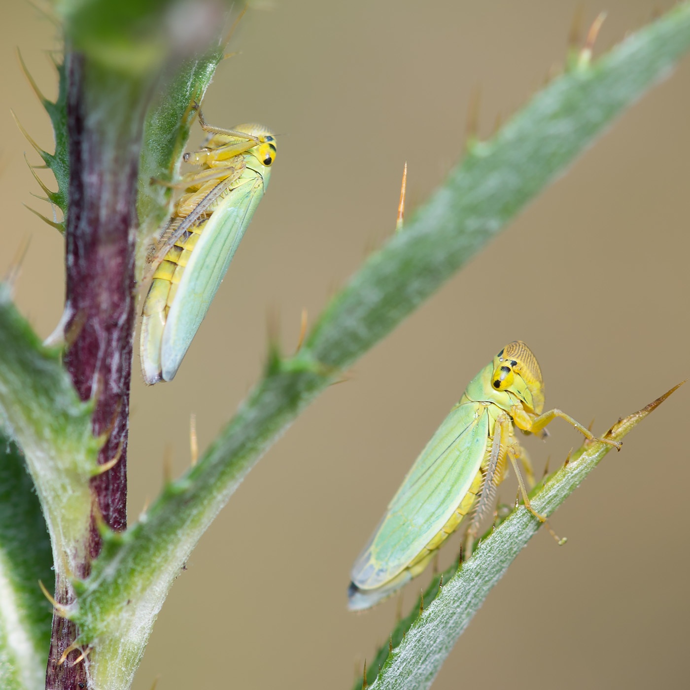 Cicadella