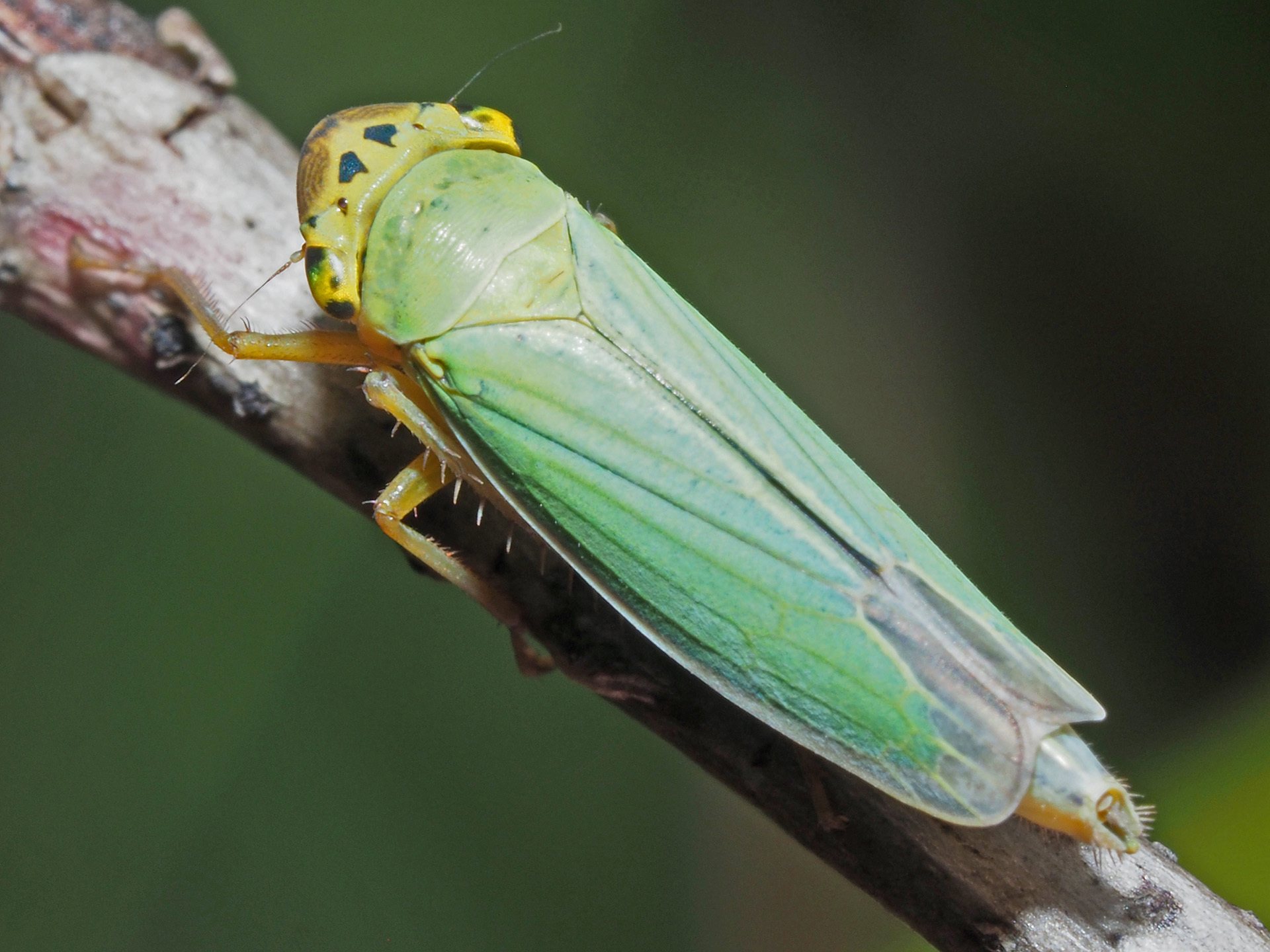 Cicadella