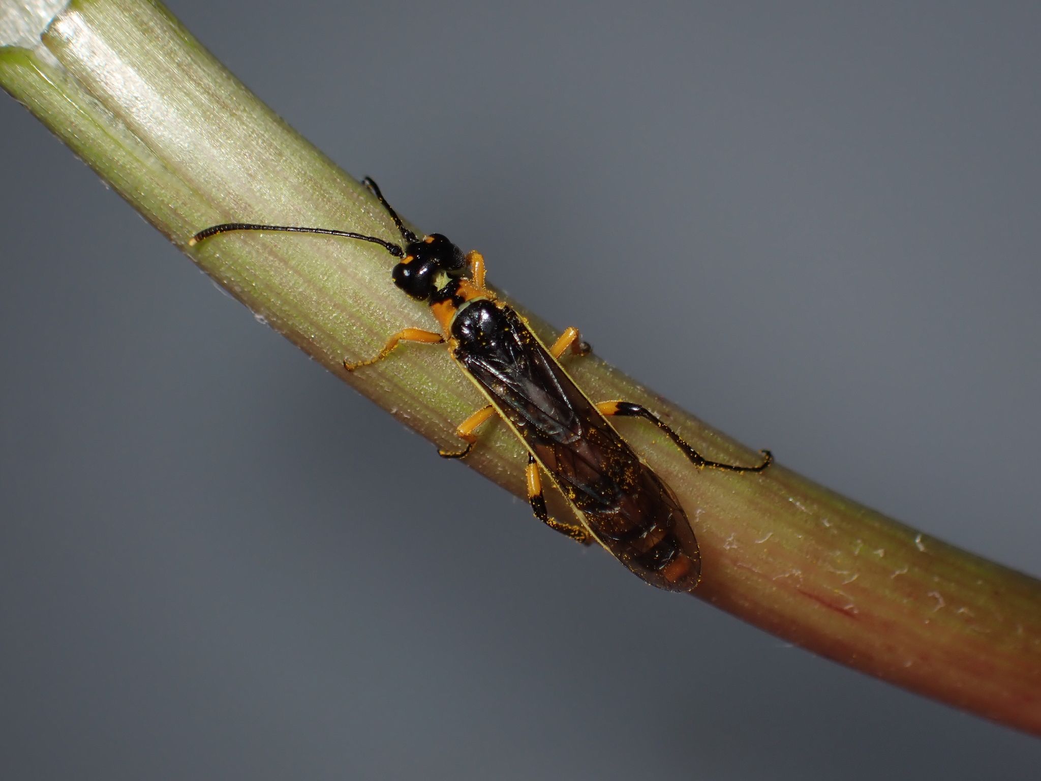 Calameuta idolon