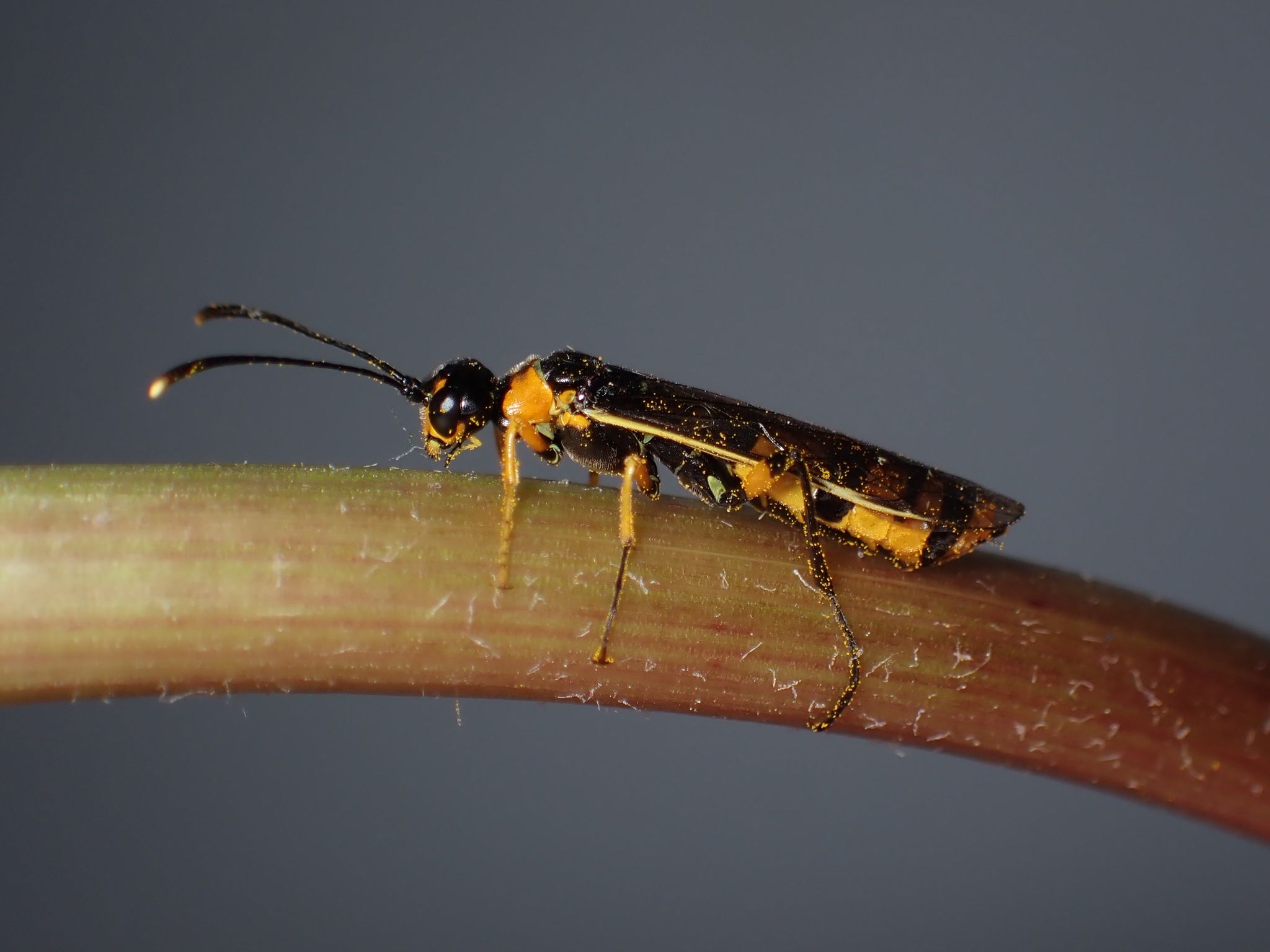 Calameuta idolon