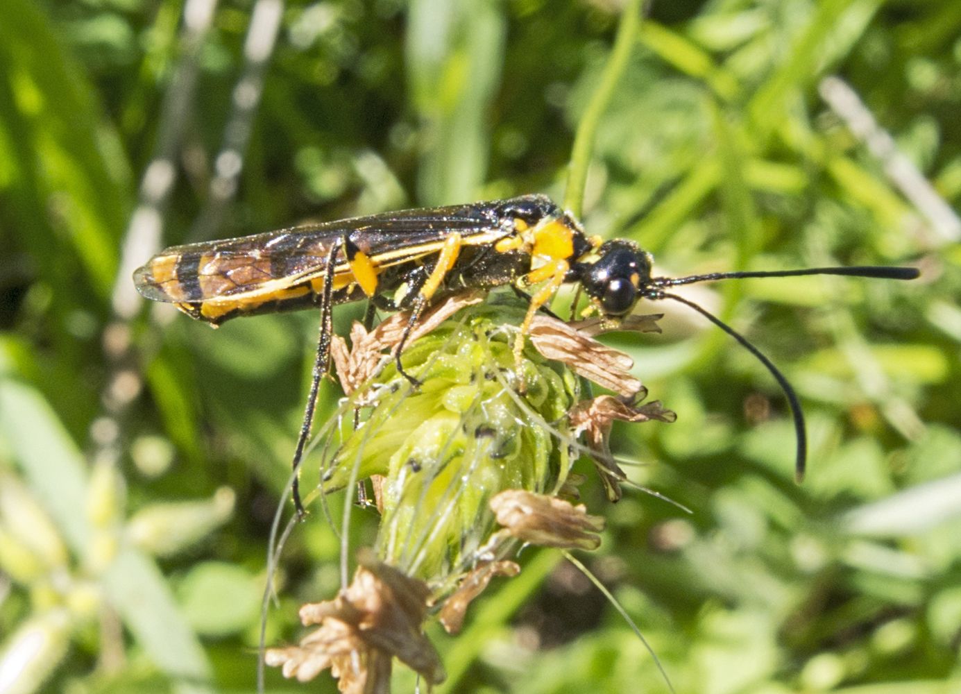 Calameuta idolon