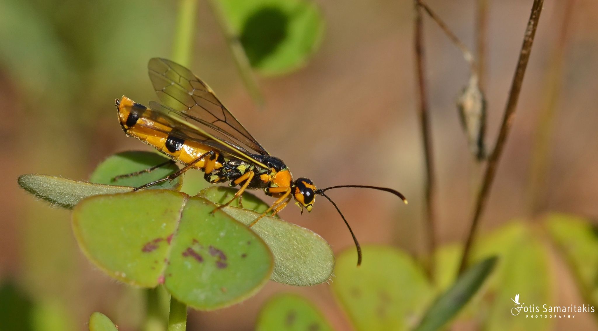 Calameuta idolon