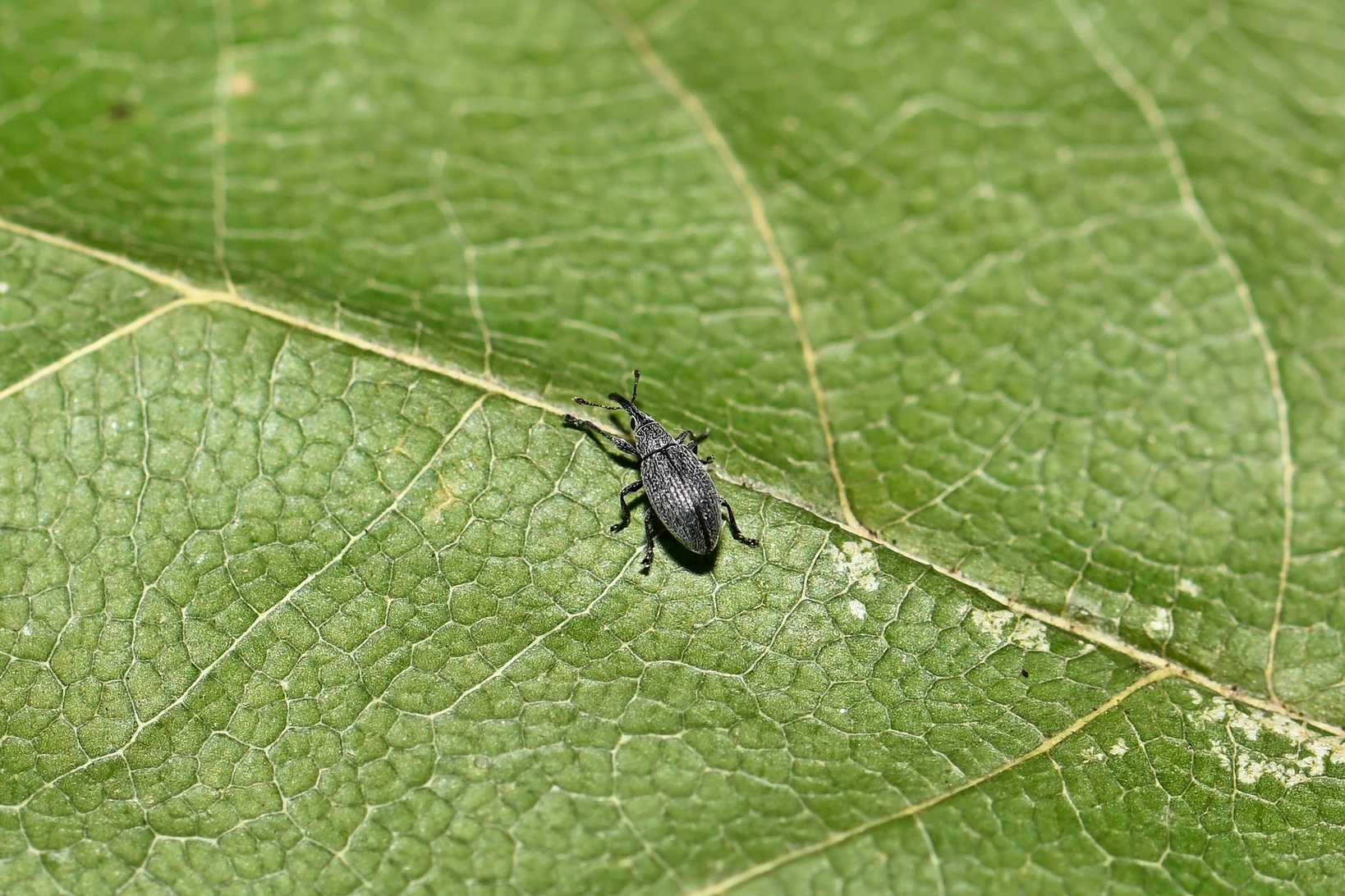 Catapion