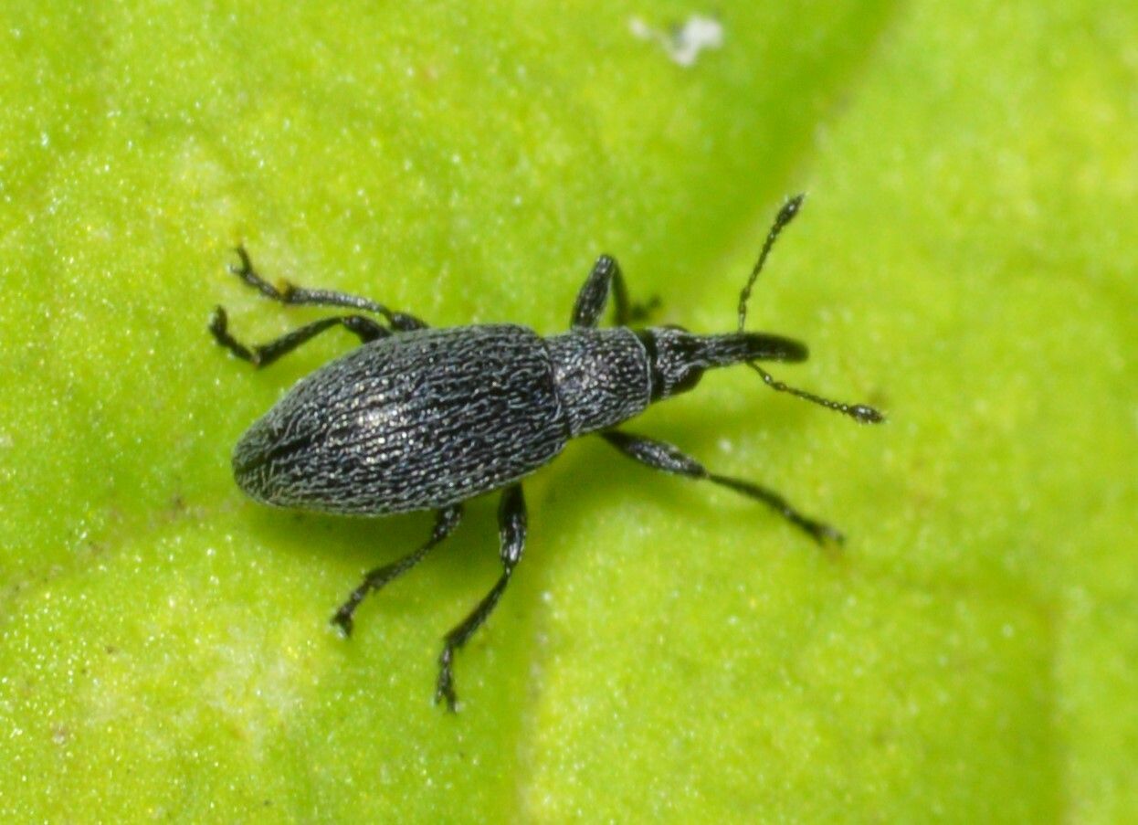 Catapion