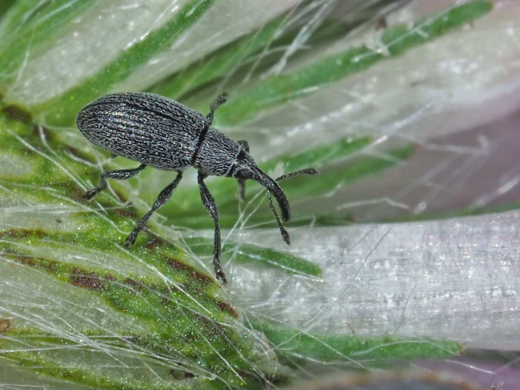 Catapion