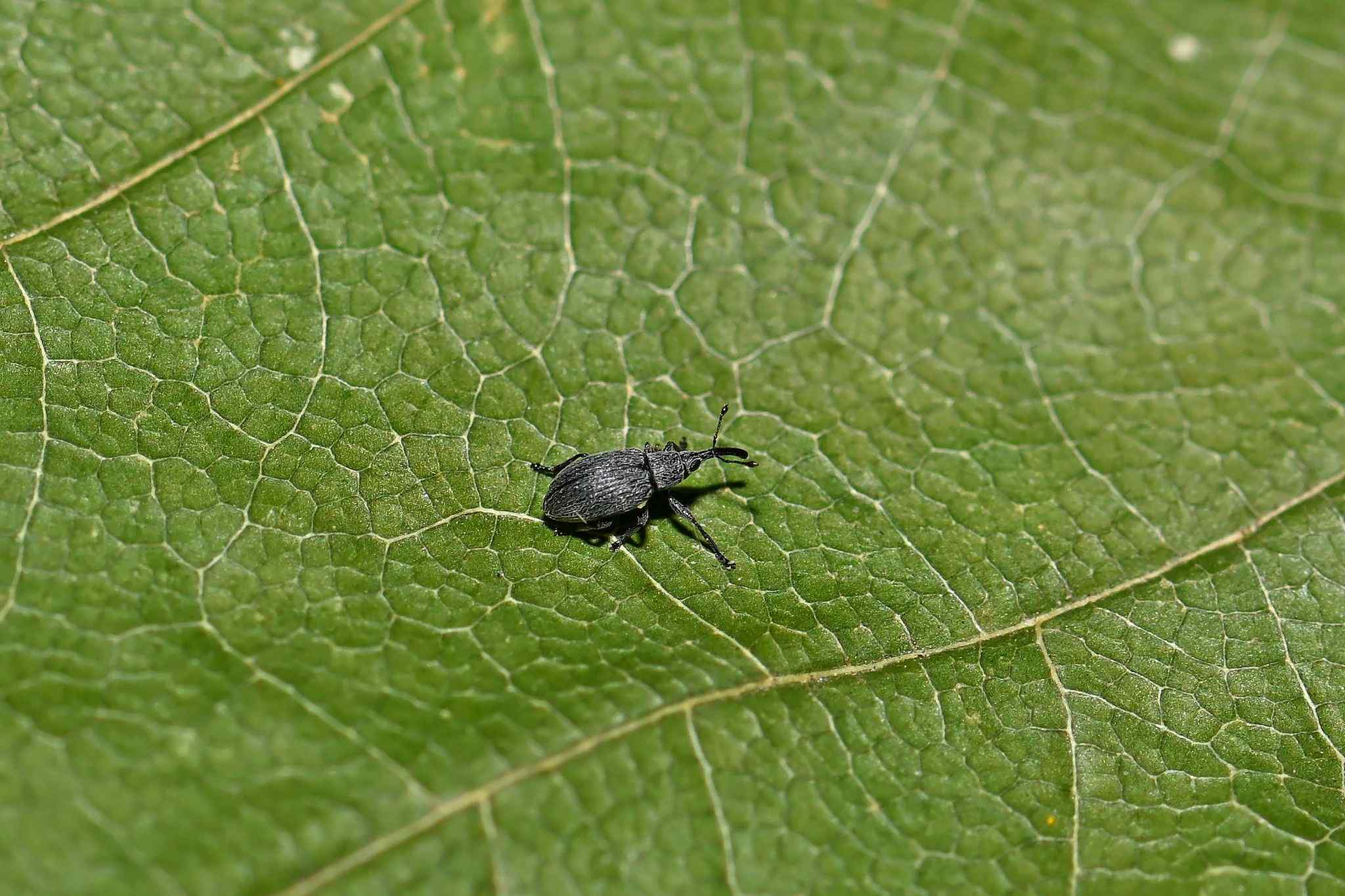 Catapion