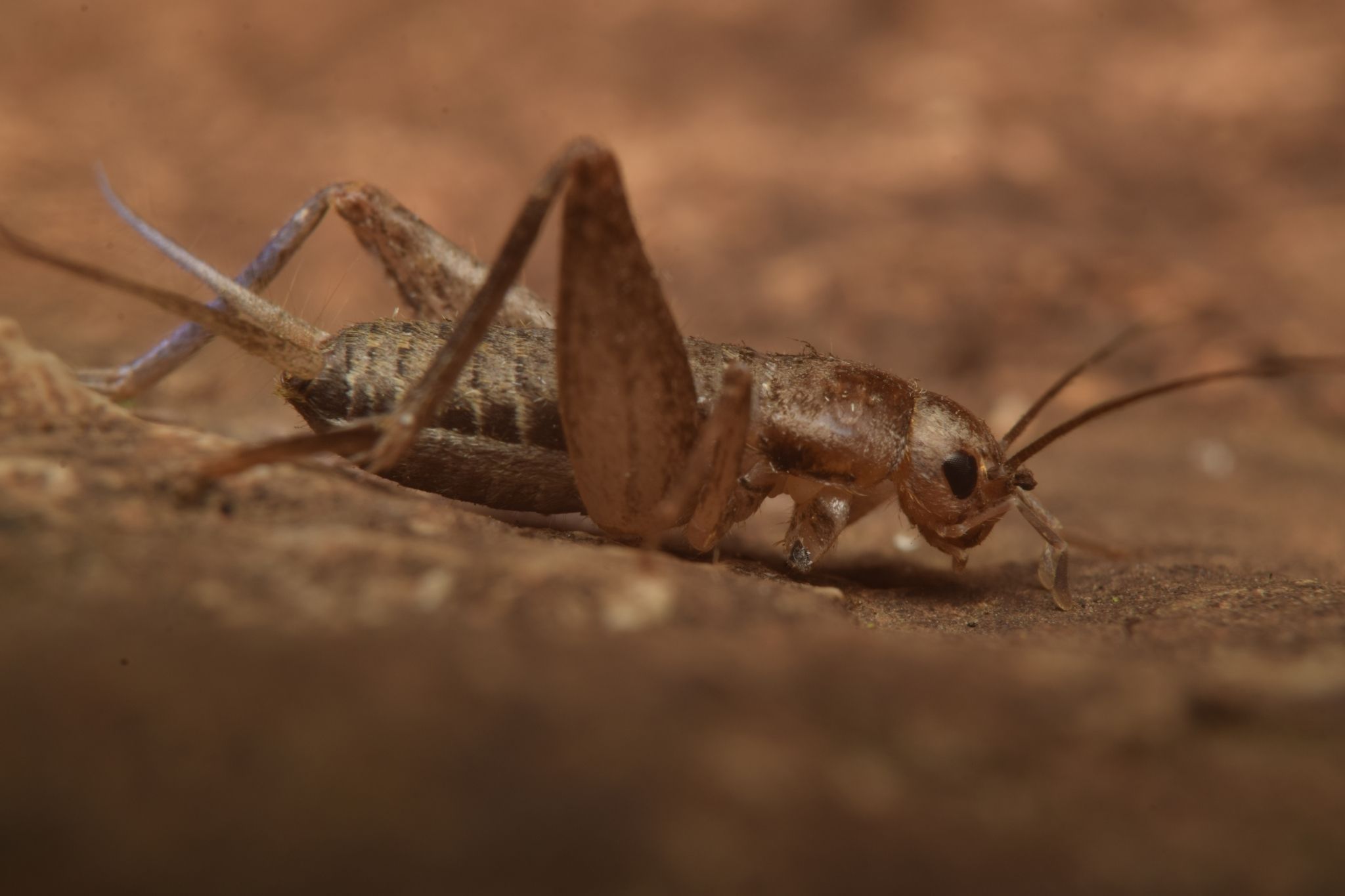 Microgryllus