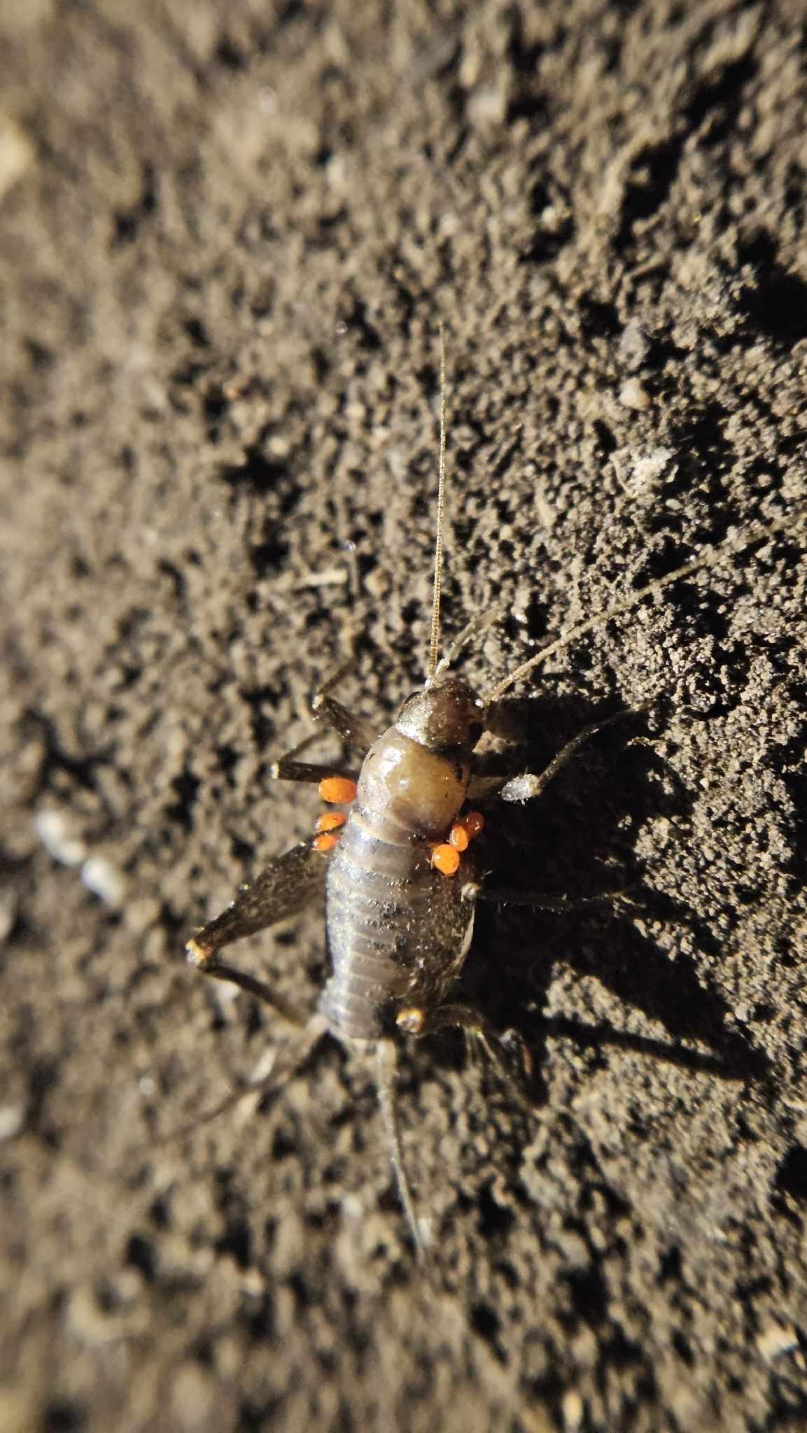 Microgryllus