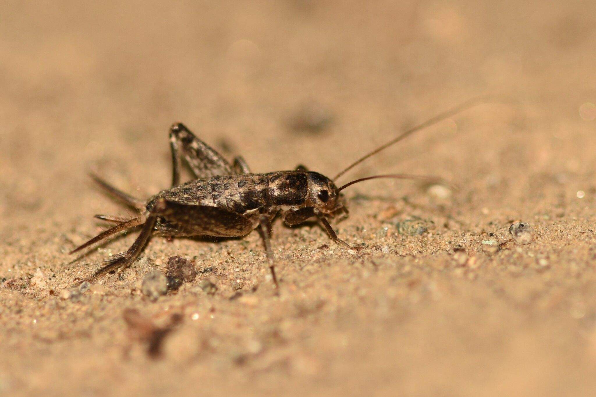 Microgryllus