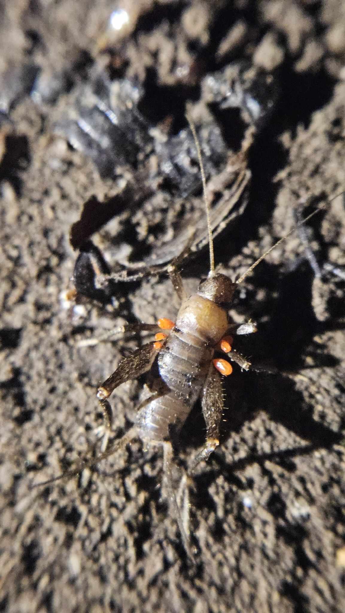 Microgryllus