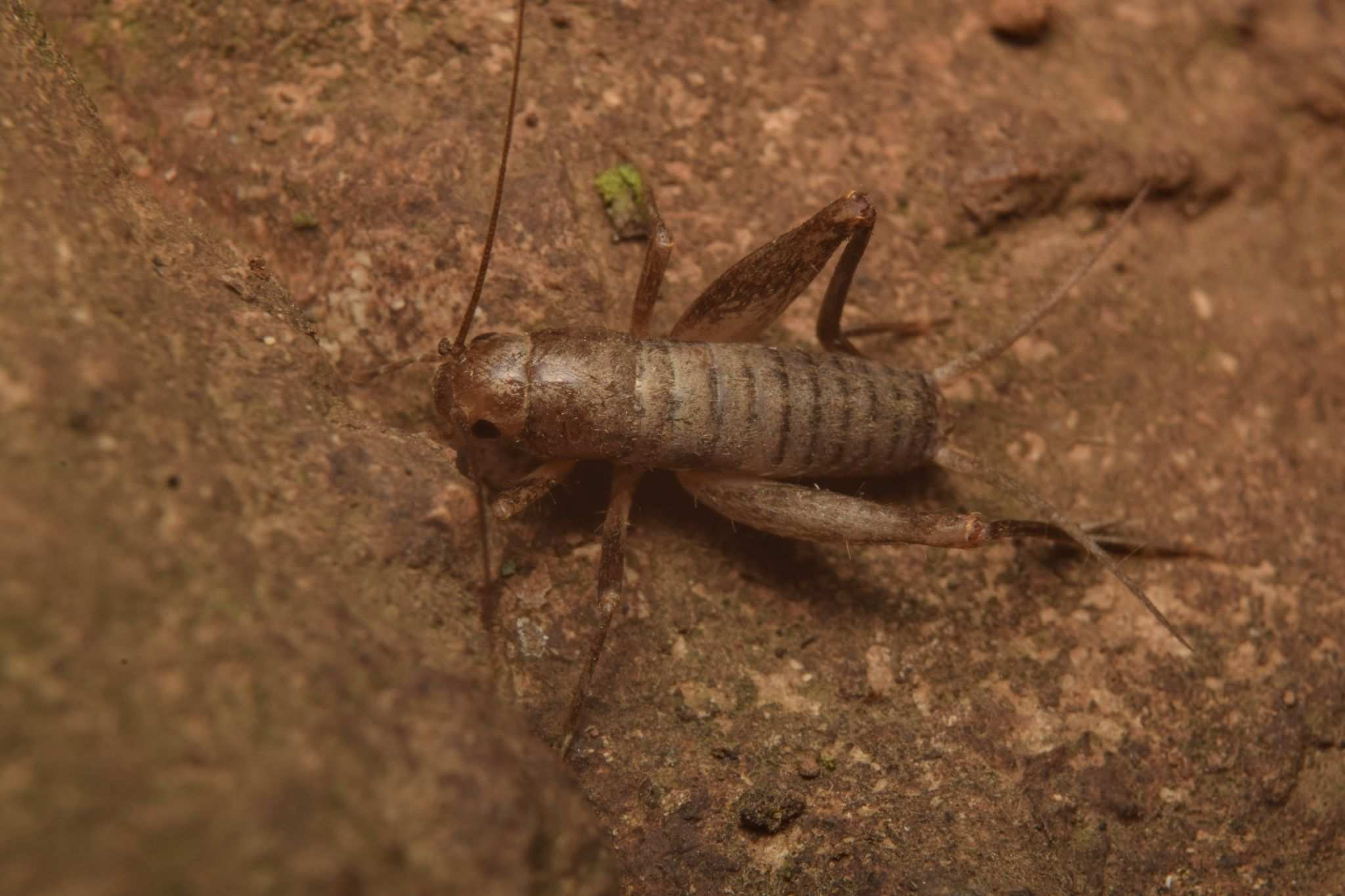 Microgryllus
