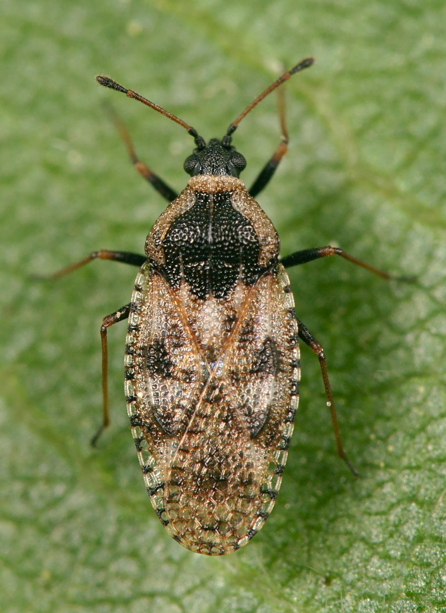Dictyla