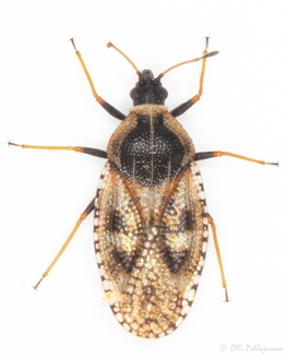 Dictyla