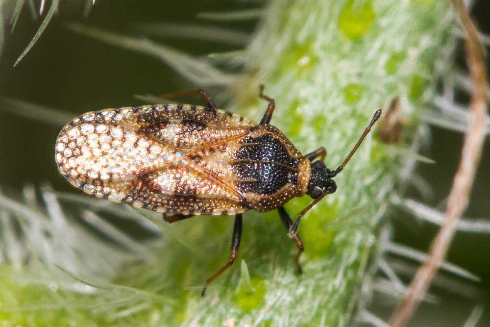 Dictyla