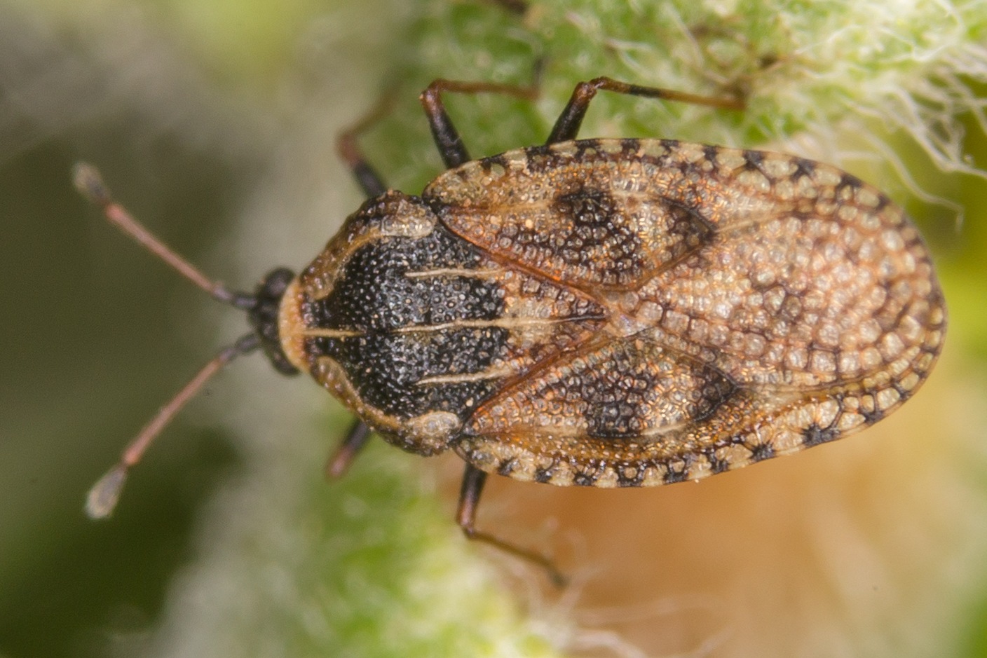 Dictyla