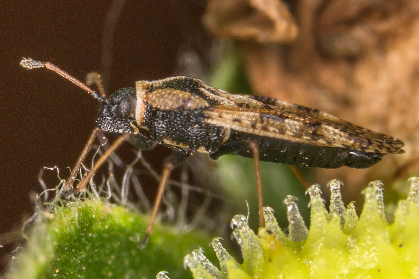 Dictyla