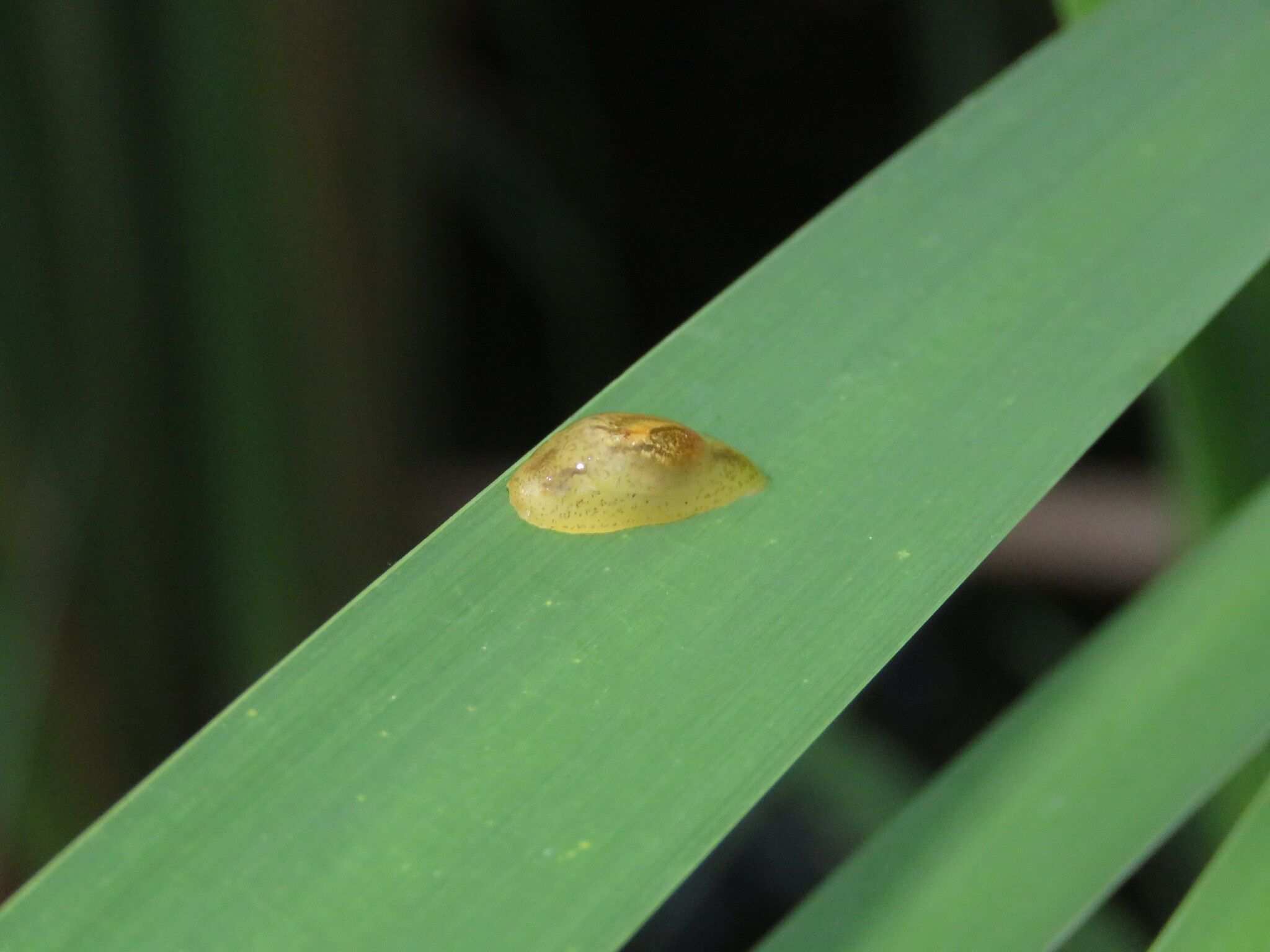 Omalonyx matheroni
